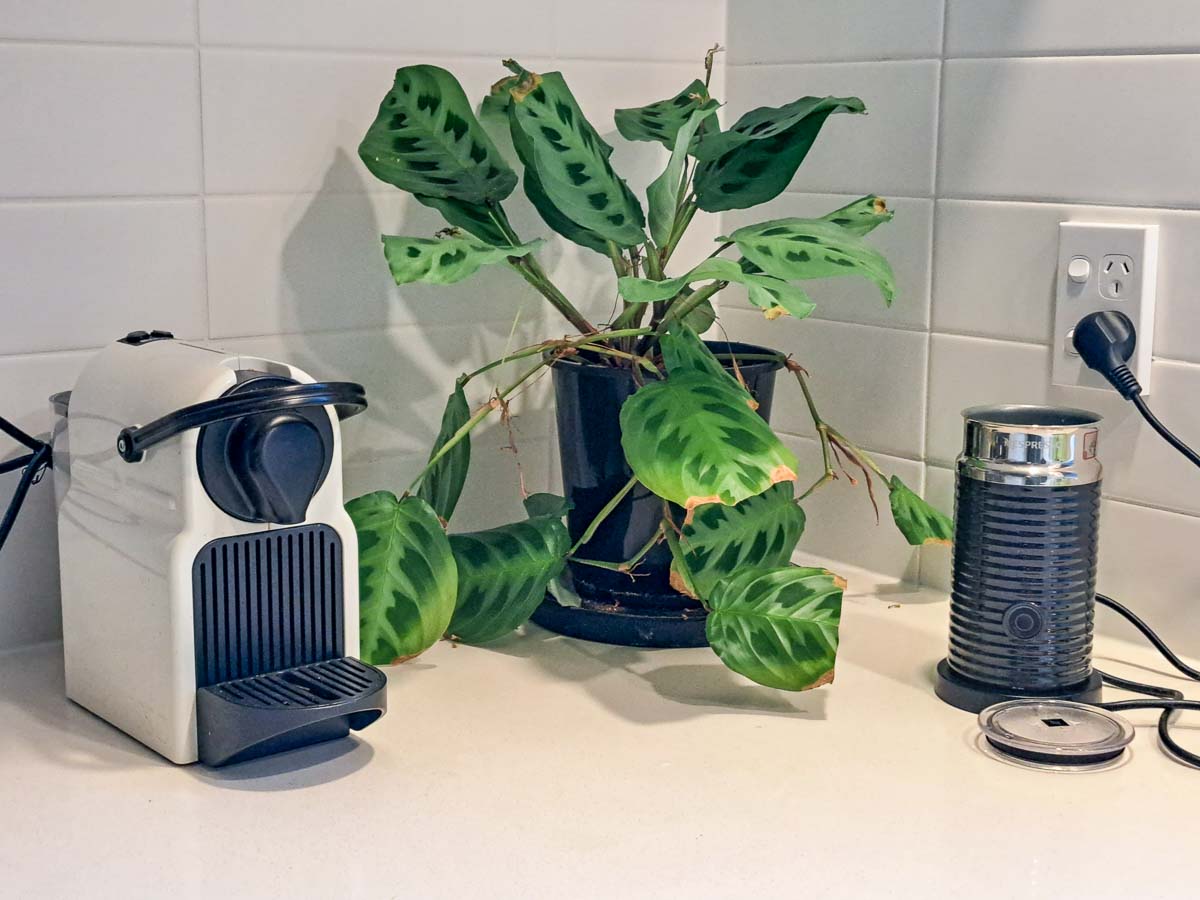 How To Descale The Nespresso Essenza Mini 2 The Green Pods nespresso essenza mini and aeroccino milk frother