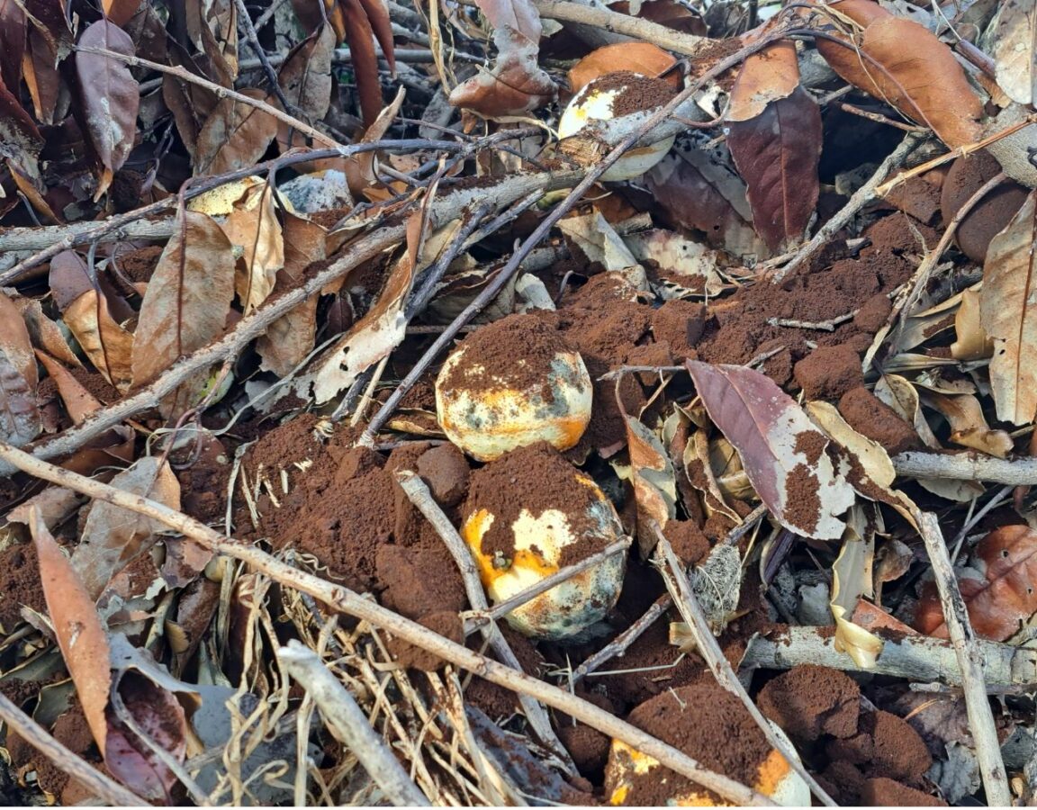 used coffee grounds as compost